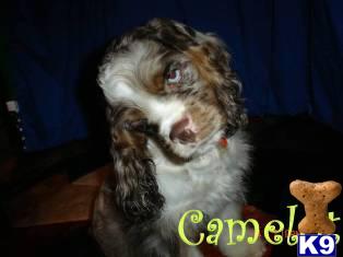 Stud Dogs - American Cocker Spaniel