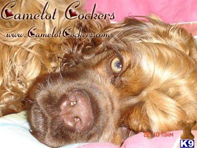 Stud Dogs - American Cocker Spaniel
