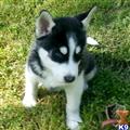 Dogs for Sale
