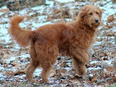 Goldendoodles Puppies for Sale