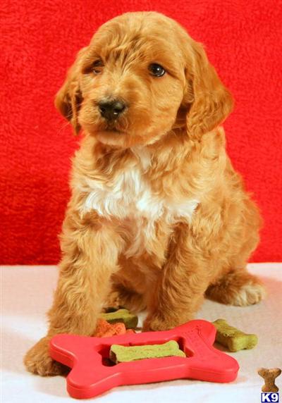 Goldendoodles Puppies for Sale