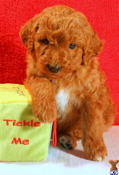 Goldendoodles Puppies for Sale
