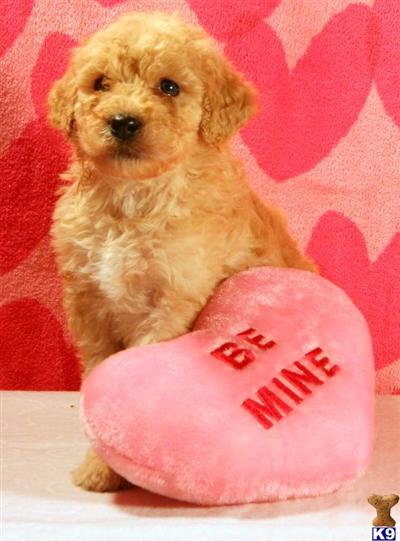 Goldendoodles Puppies for Sale