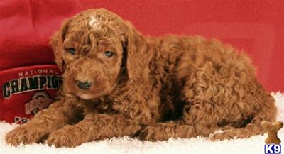 Goldendoodles Puppies for Sale
