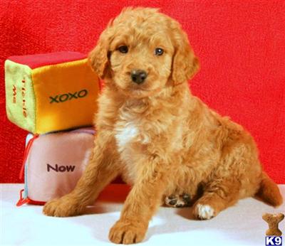 Goldendoodles Puppies for Sale