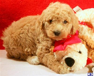 Goldendoodles Puppies for Sale