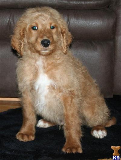 Goldendoodles Puppies for Sale