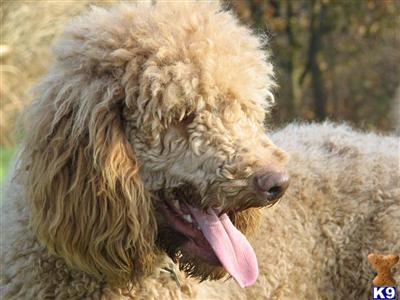 Dogs for Sale in OH