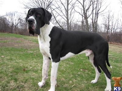 Stud Dogs - Great Dane