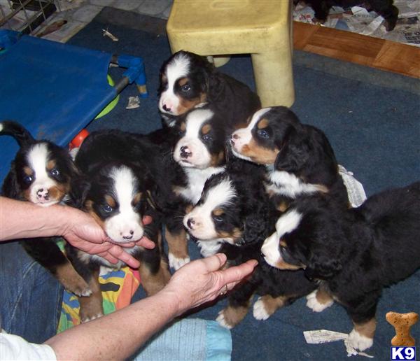 Puppies in Lakeside