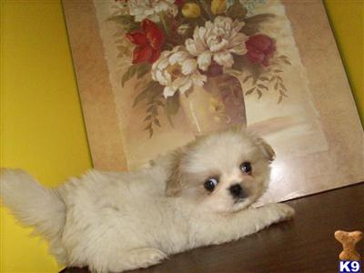 Pekingese Puppies for Sale
