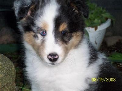 Shetland Sheepdog Puppies for Sale