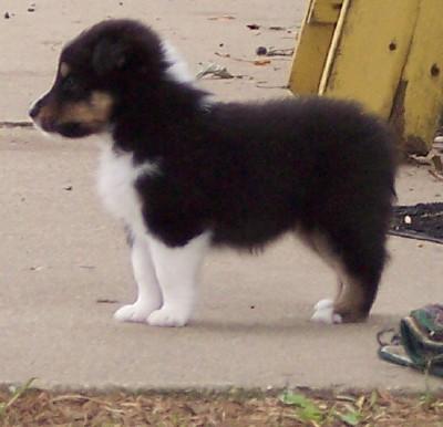 Shetland Sheepdog Puppies for Sale