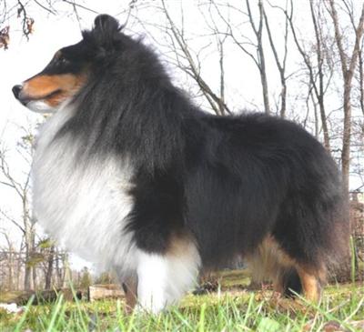 Stud Dogs - Shetland Sheepdog