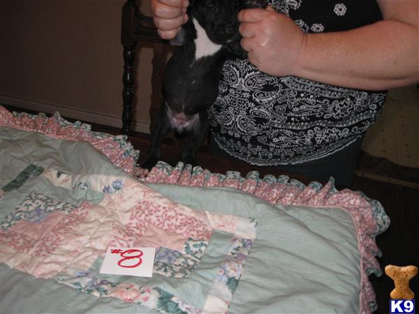 Great Dane Puppies in TX