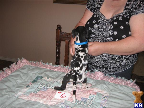 Great Dane Puppies in TX