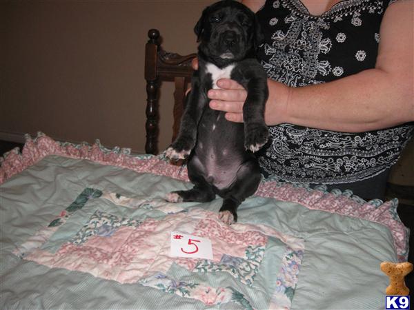 Great Dane Puppies in TX