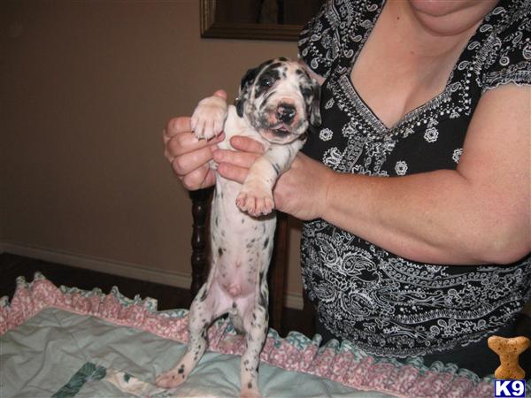 Great Dane Puppies in TX