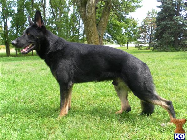 Stud Dogs in IL