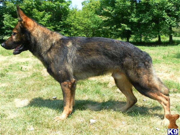 Stud Dogs in IL