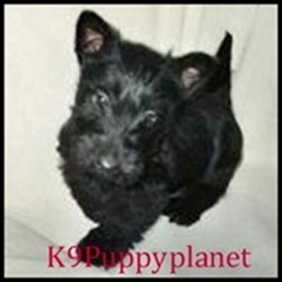 Scottish Terrier Puppies for Sale