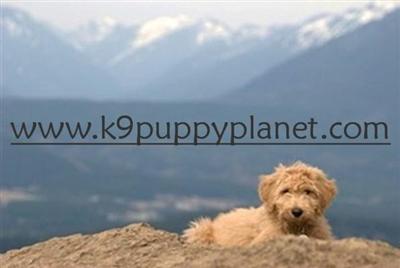 Labradoodle Puppies for Sale