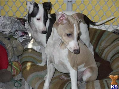 Italian Greyhound Puppies