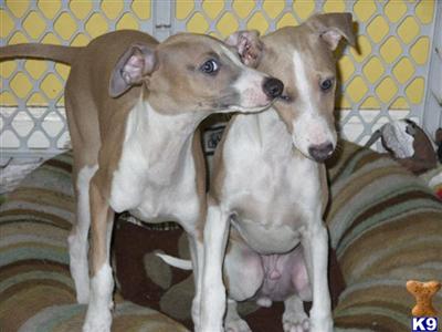 Italian Greyhound Puppies