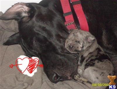 Great Dane Puppies for Sale