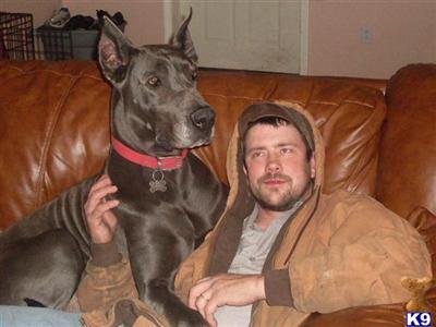 Great Dane Puppies for Sale
