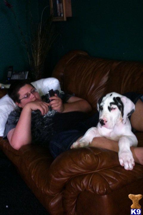Puppies for Sale Great Dane Puppies For Sale In Michigan. Puppies for Sale