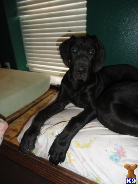 Puppies in MO