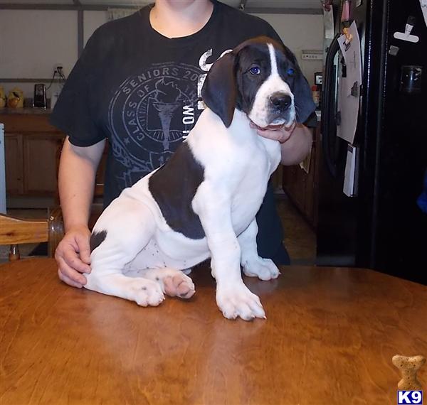 Puppies in MO