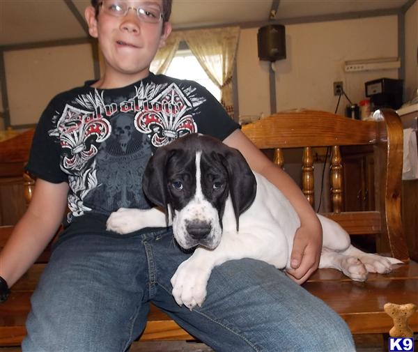 Puppies in MO