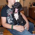 Great Dane