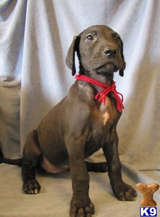 Great Dane Puppies for Sale