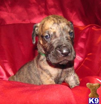 Great Dane Puppies for Sale