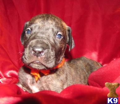 Great Dane Puppies for Sale