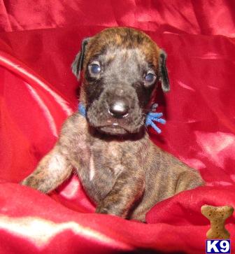 Great Dane Puppies for Sale