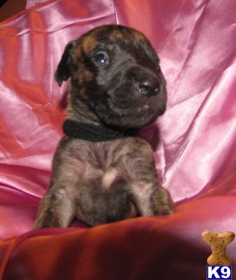 Great Dane Puppies for Sale