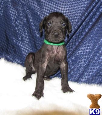 Great Dane Puppies for Sale