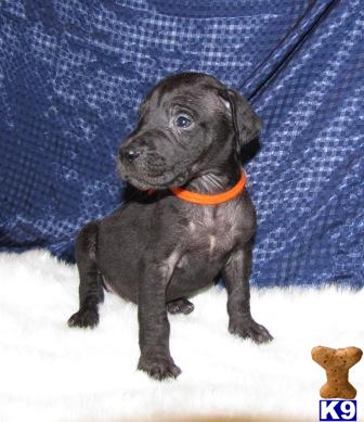 Great Dane Puppies for Sale