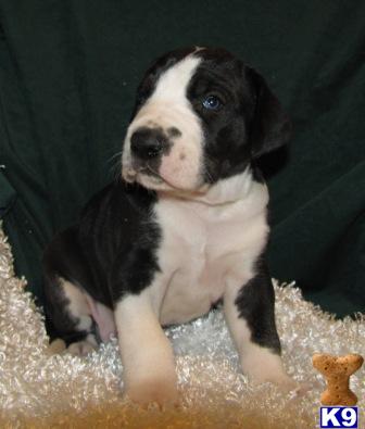 Great Dane Puppies for Sale