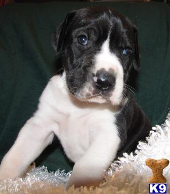 Great Dane Puppies for Sale
