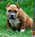 American Staffordshire Terrier