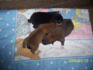 Puppies for Sale