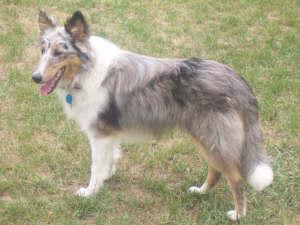 Dogs for Sale in IN