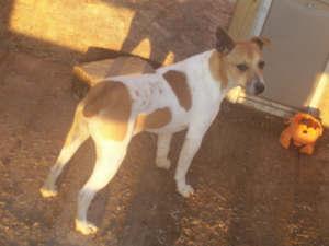 Dogs - Rat Terrier