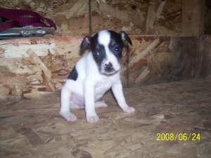 Puppies in IN