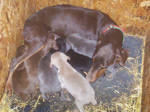 Puppies in IN